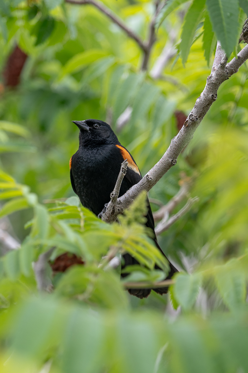 DSC_9581.jpg