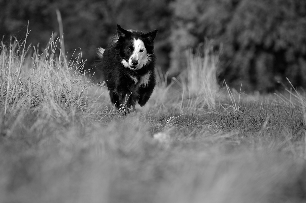 DSC_9626a.jpg