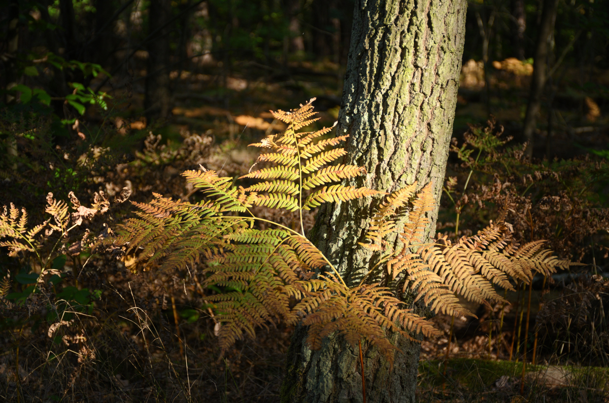 DSC_9662.JPG