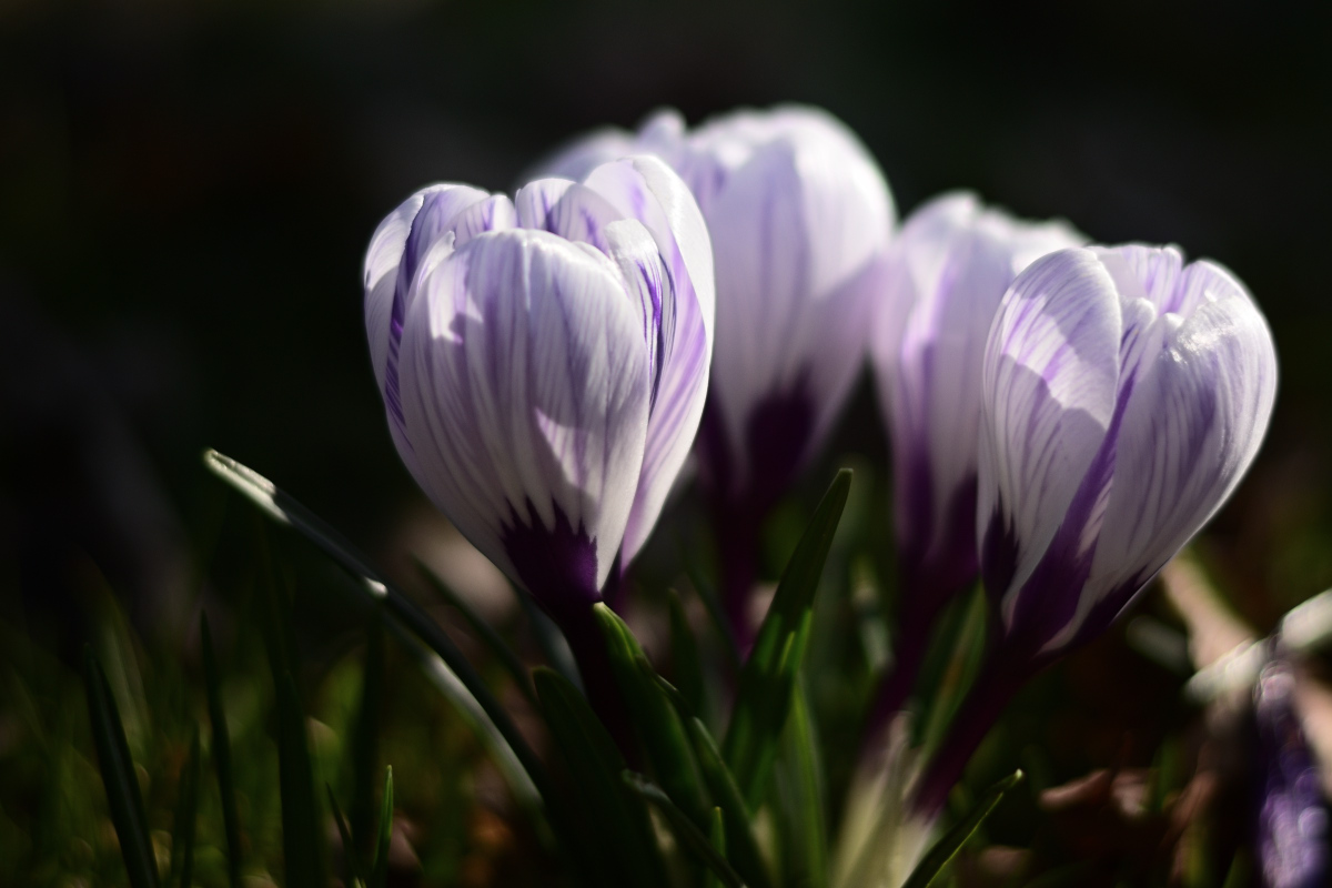 DSC_9665.JPG