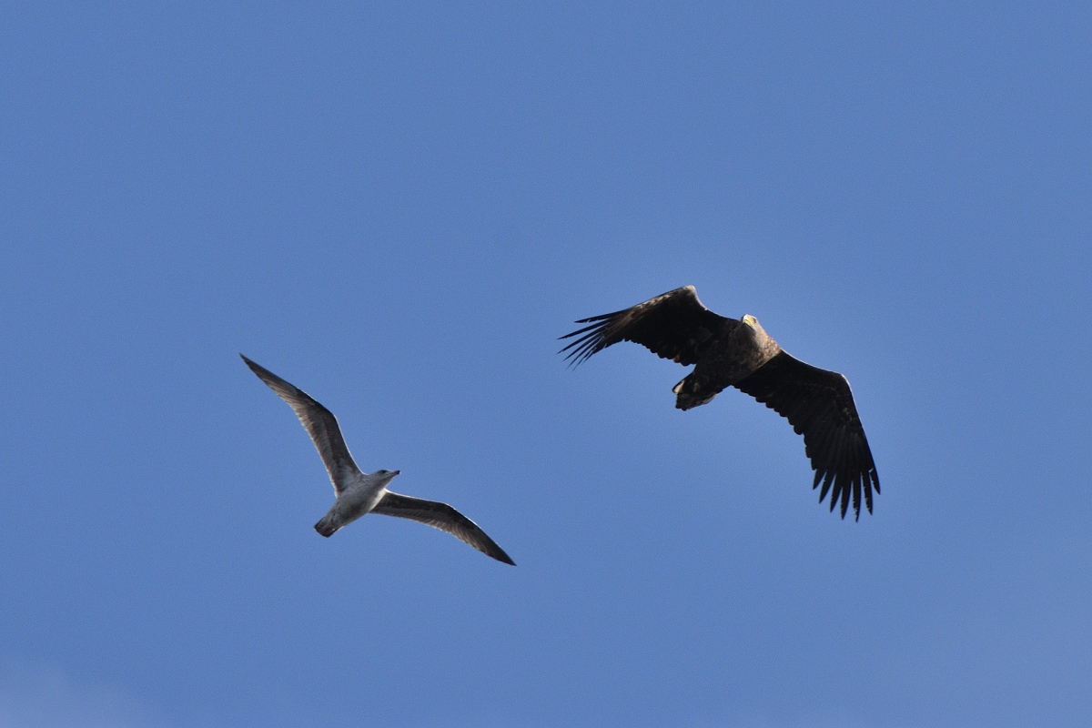 DSC_9727.JPG