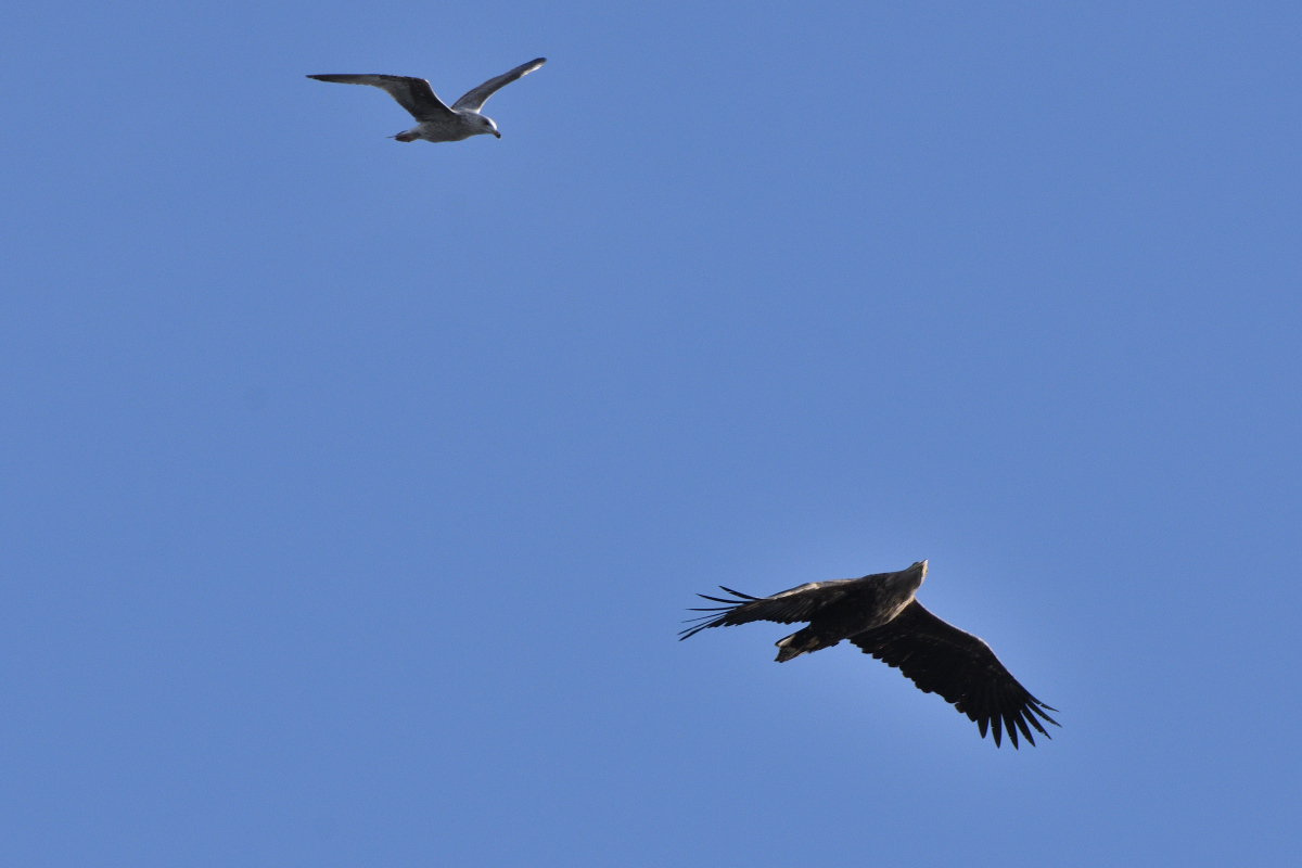 DSC_9733.JPG