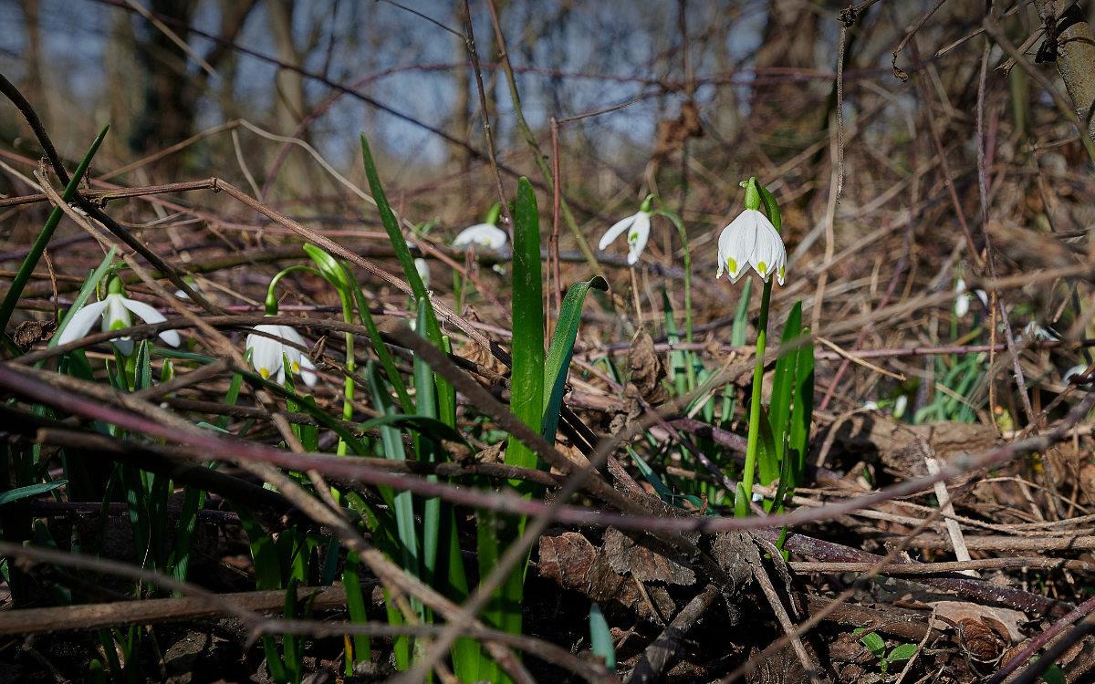 DSC_9737.jpg
