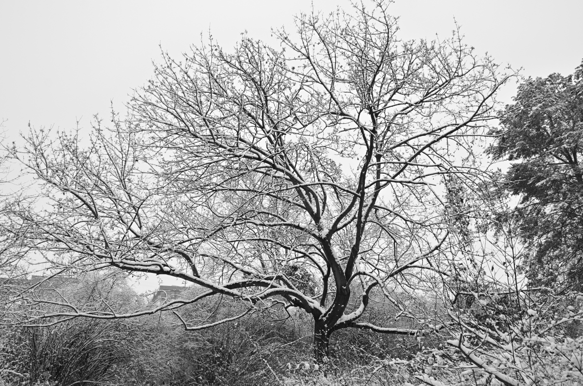 DSC_9746.JPG