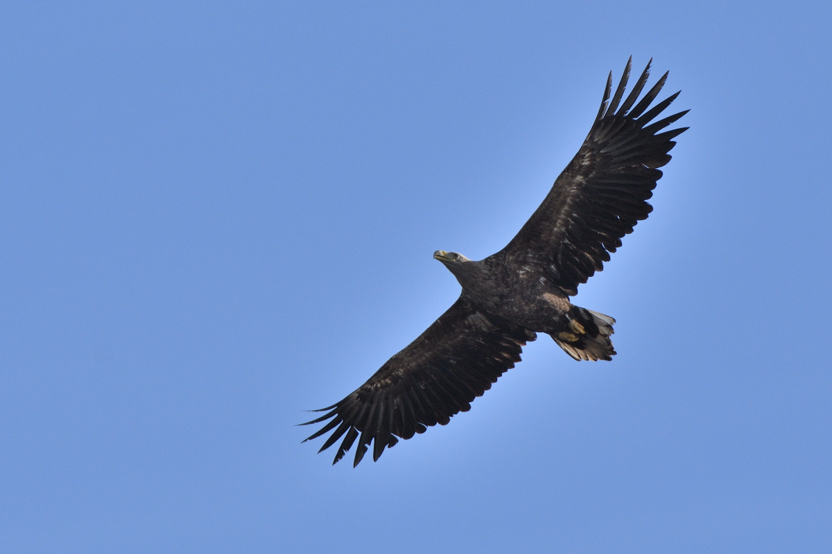 DSC_9765.JPG