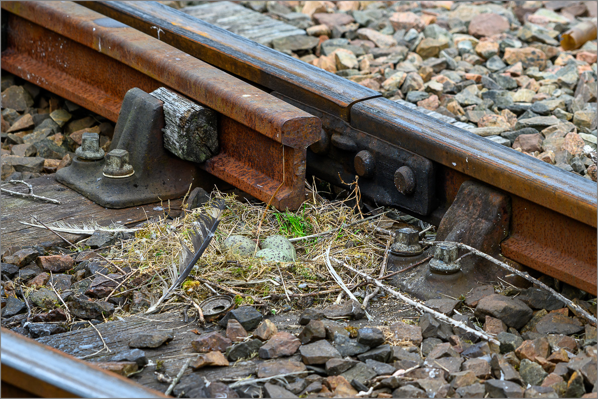 DSC_9777.jpg