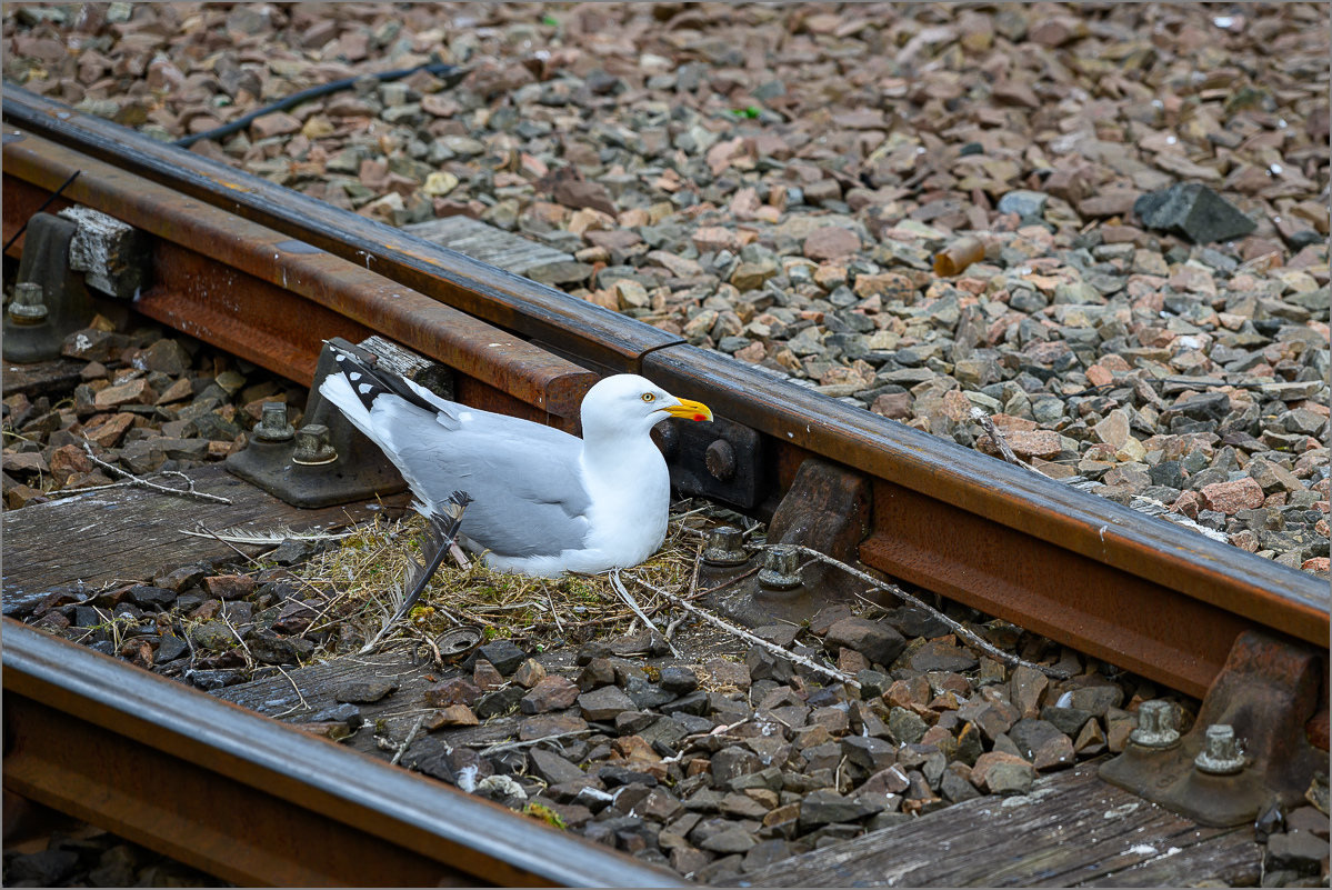 DSC_9778.jpg