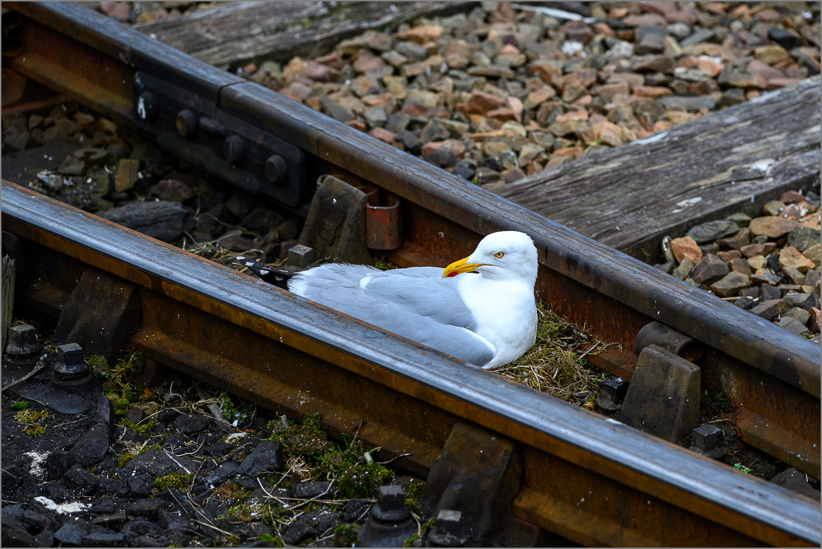 DSC_9780.jpg