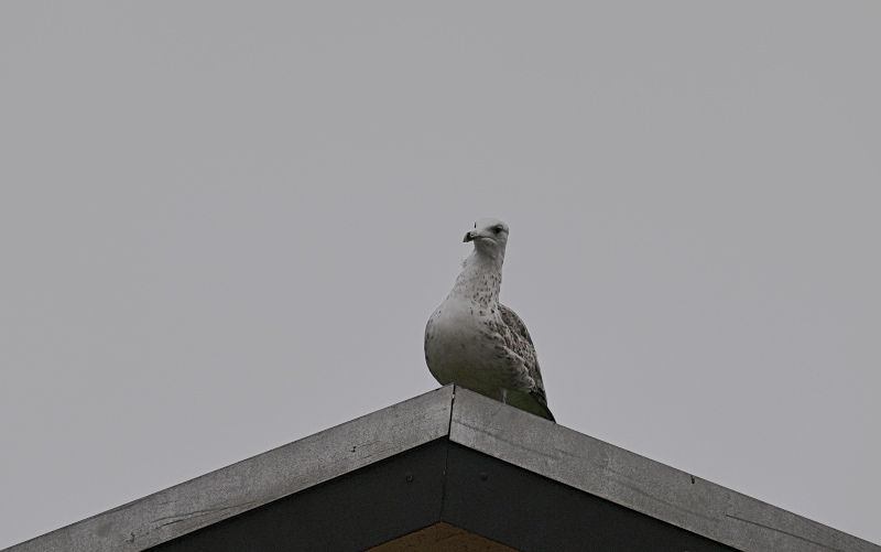 DSC_9809.jpg