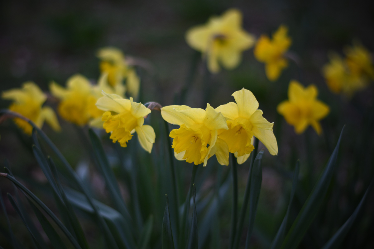 DSC_9827.JPG