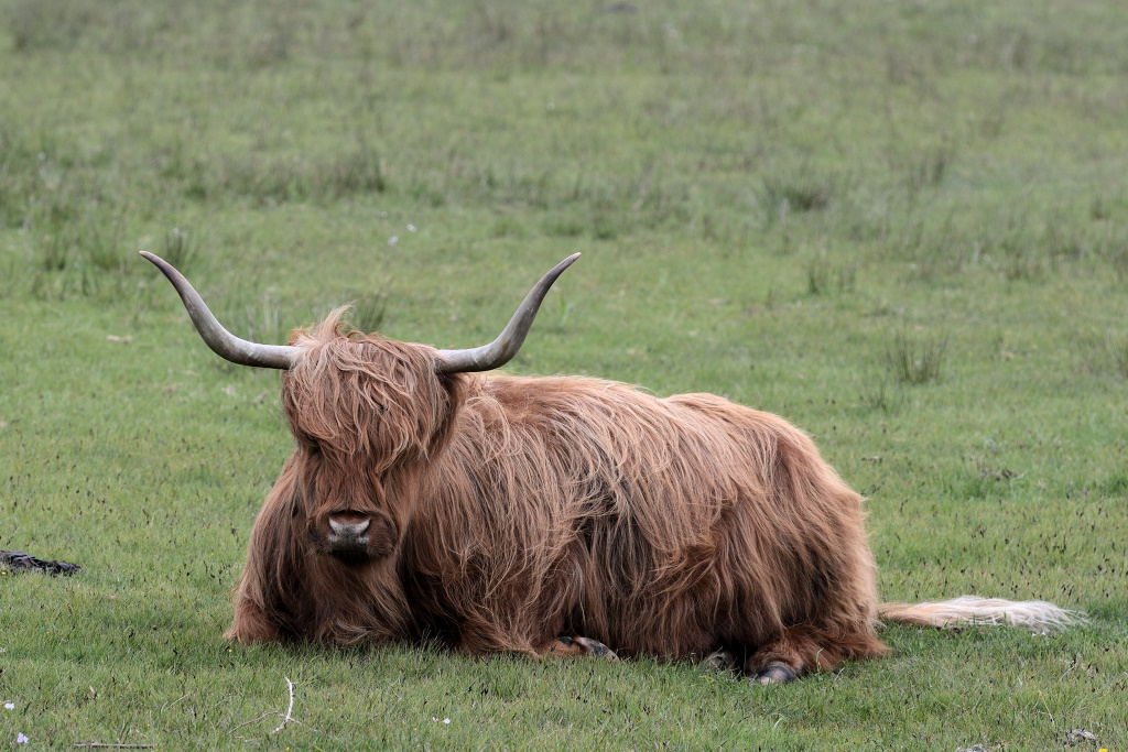 DSC_9919_00004.jpg