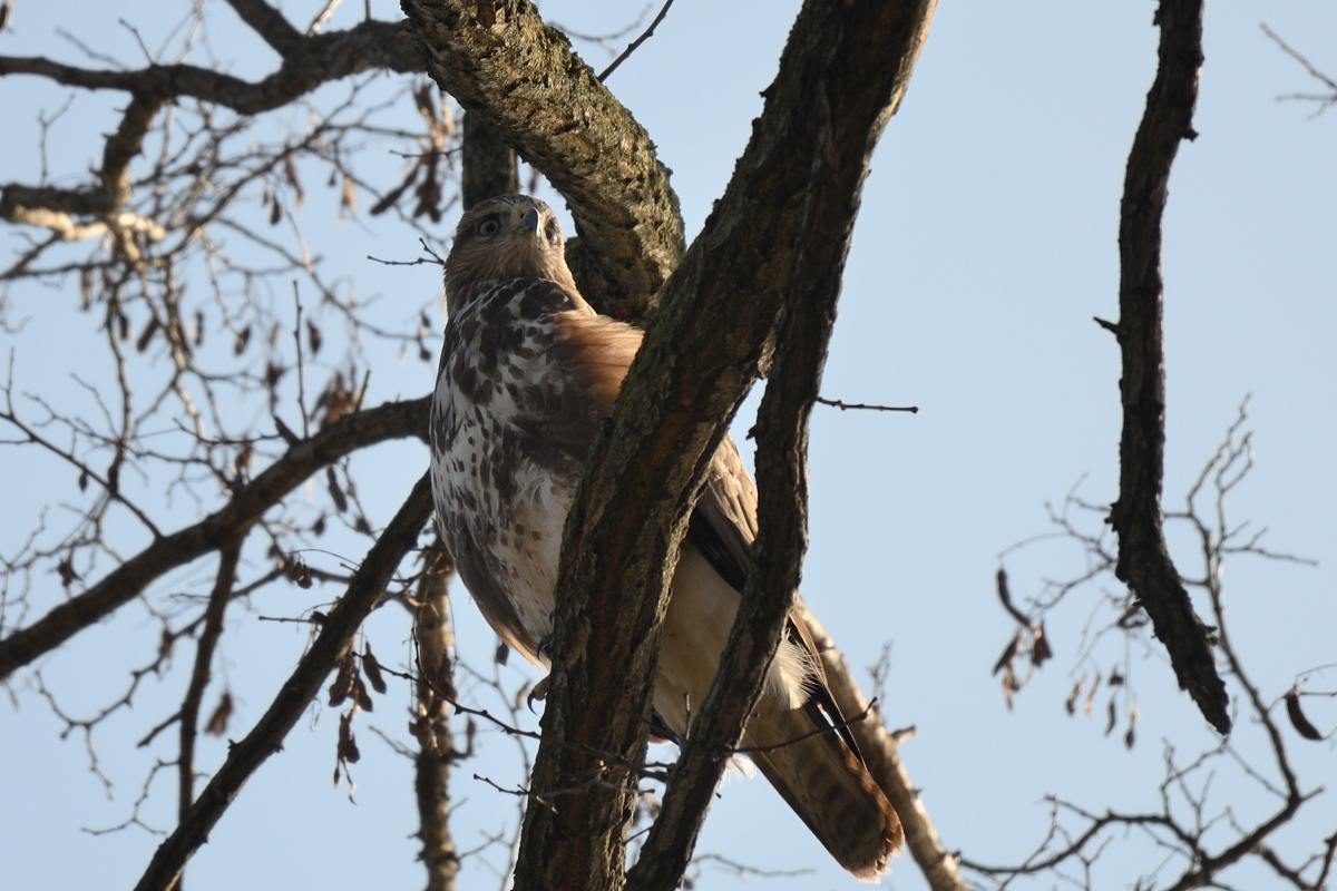 DSC_9930.JPG