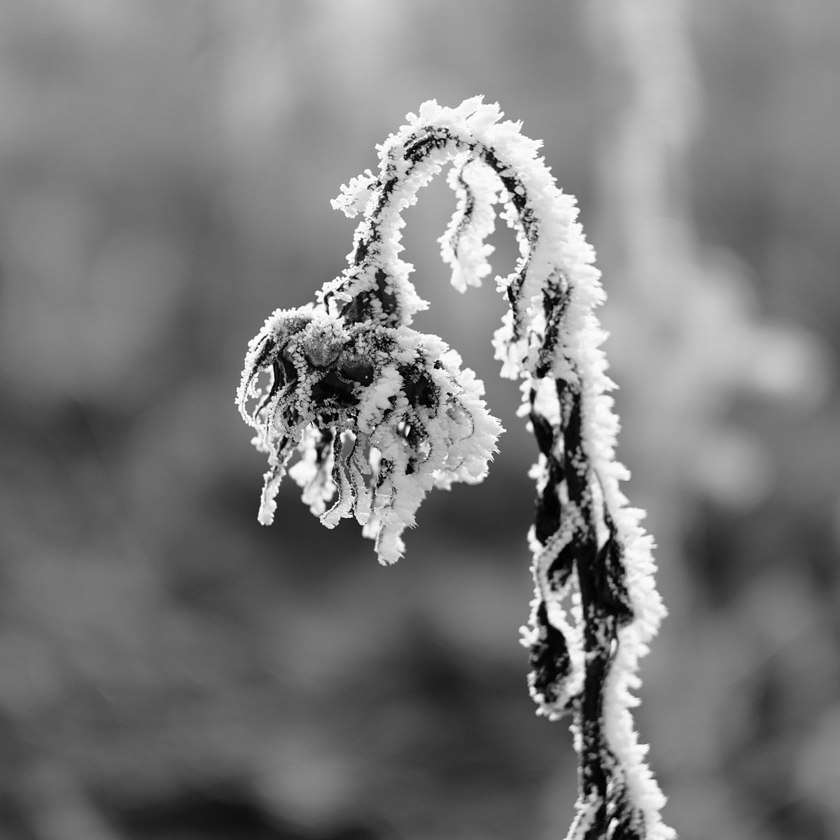 DSCF0040