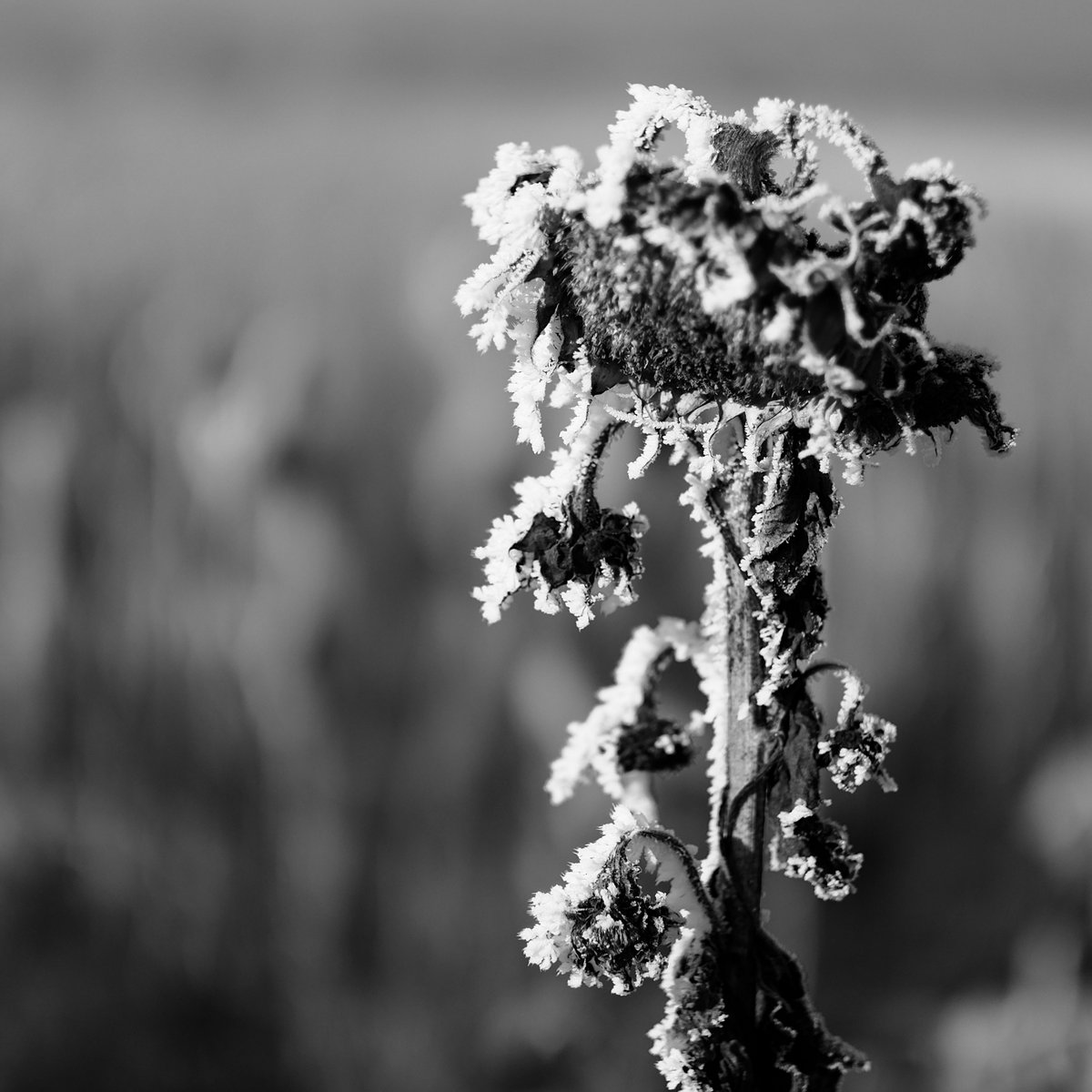 DSCF0051