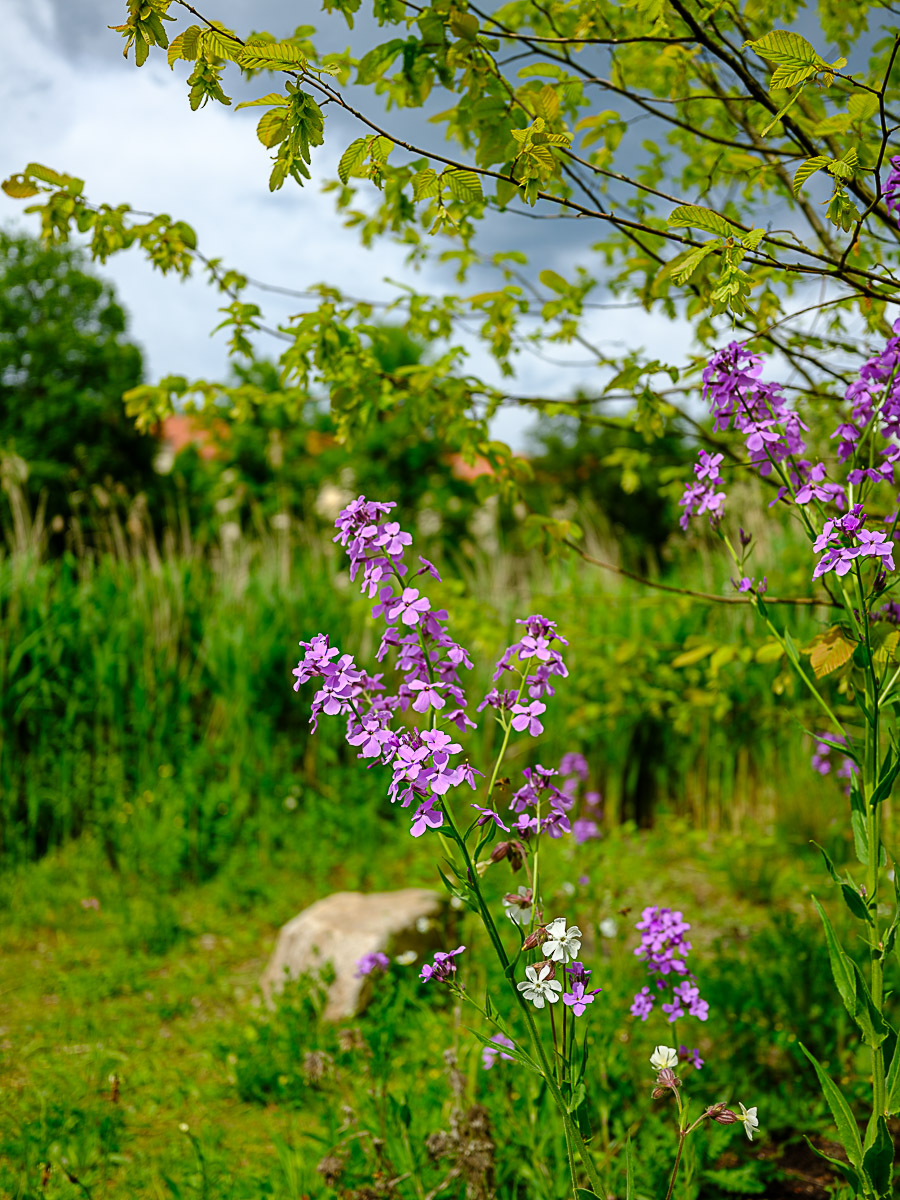 DSCF0412.jpg