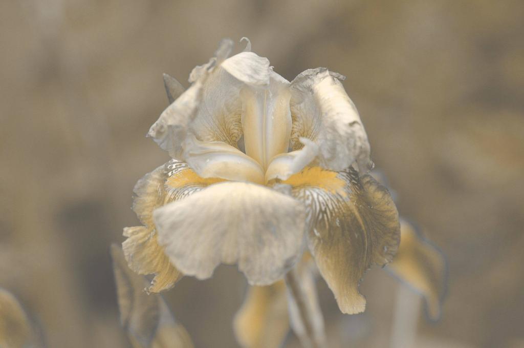 DSCF0435sw