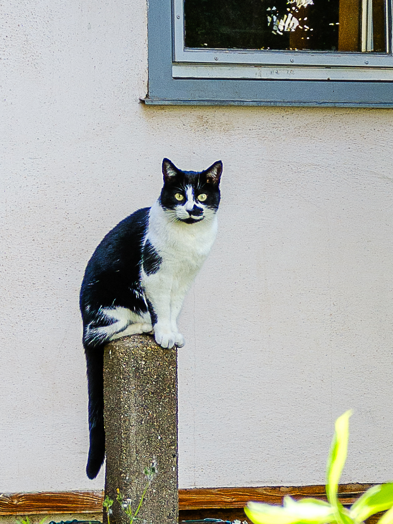 DSCF0519.jpg