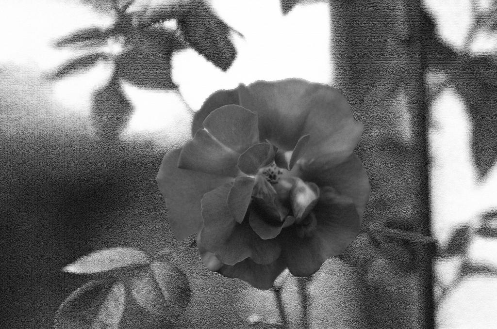 DSCF0637asw