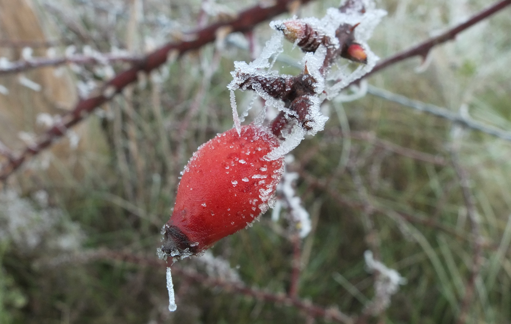 DSCF1633