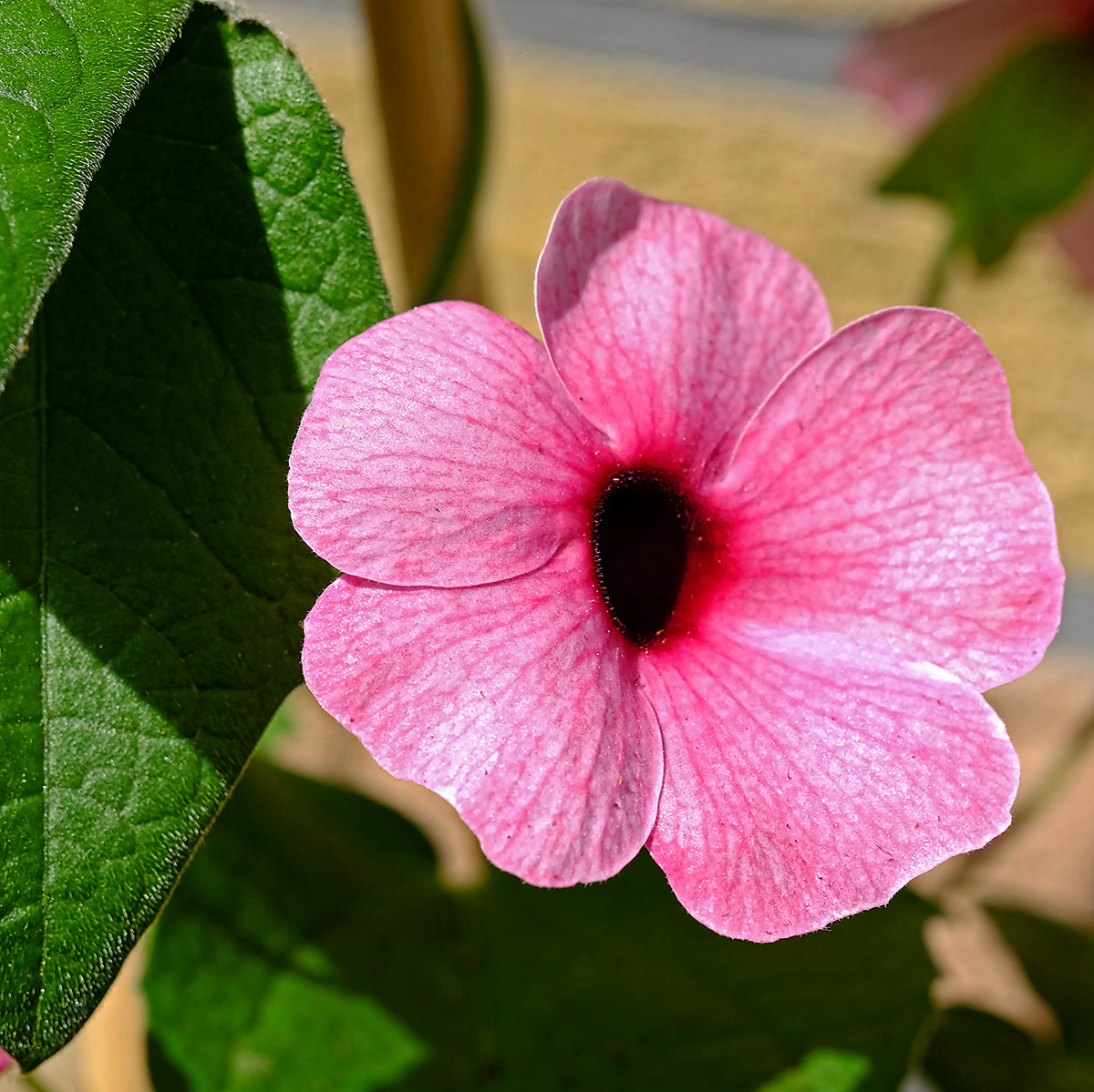 DSCF2431Qxl.jpg