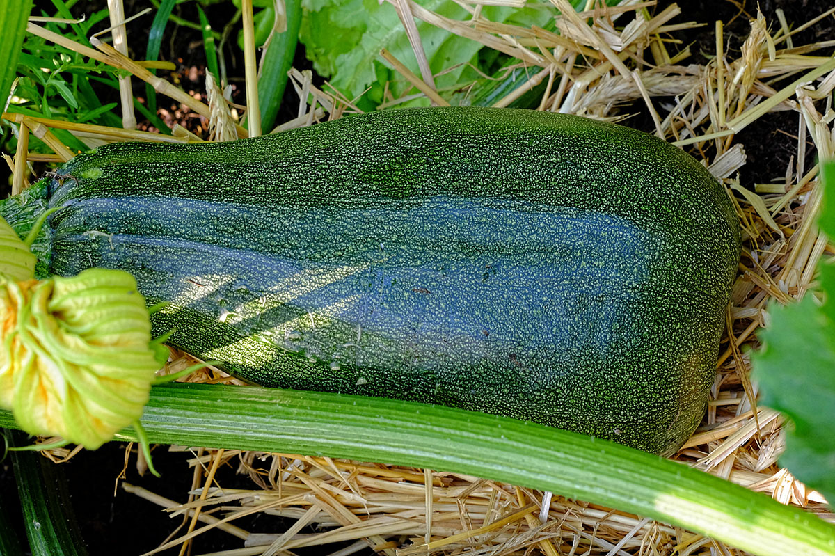 DSCF2459Kxl.jpg