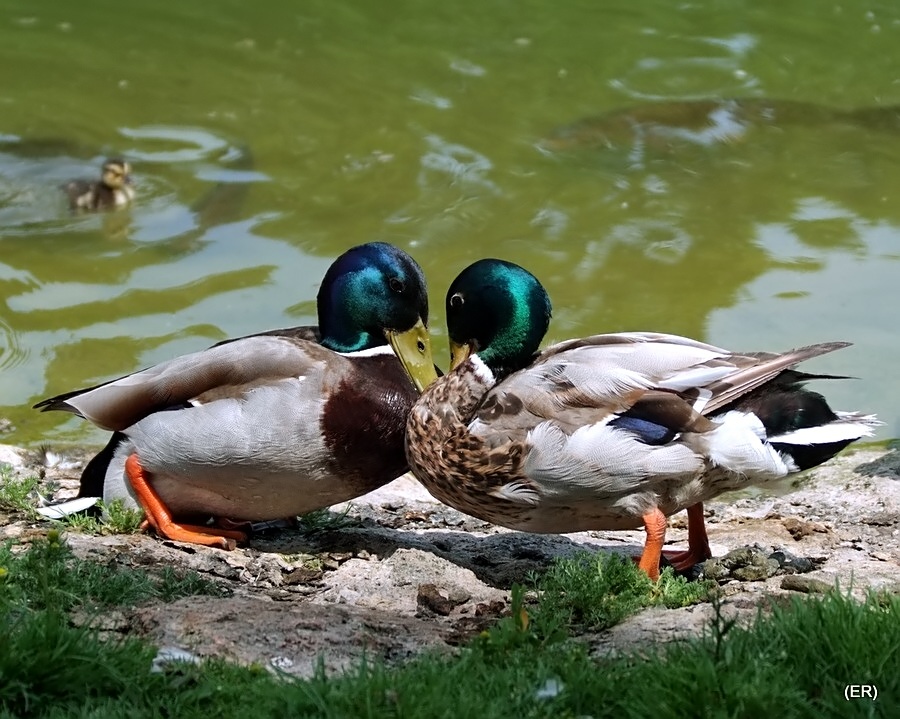 DSCF2674