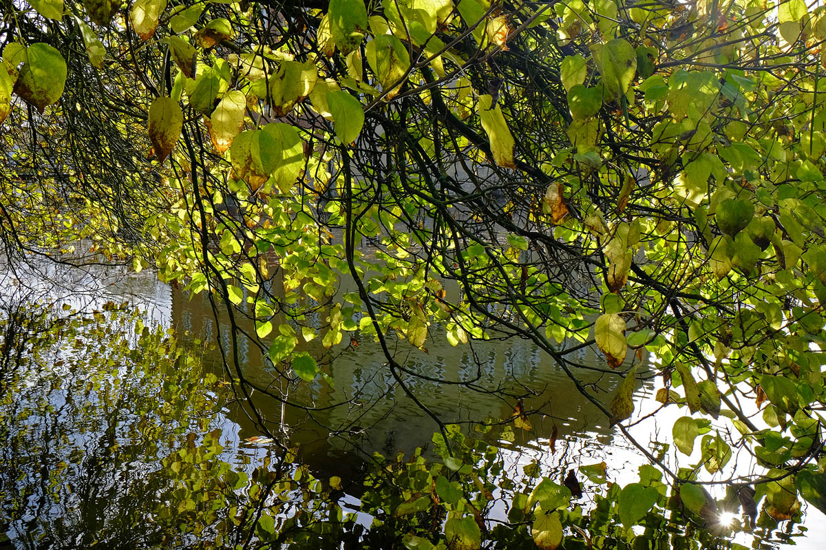 DSCF2730KAxl.jpg