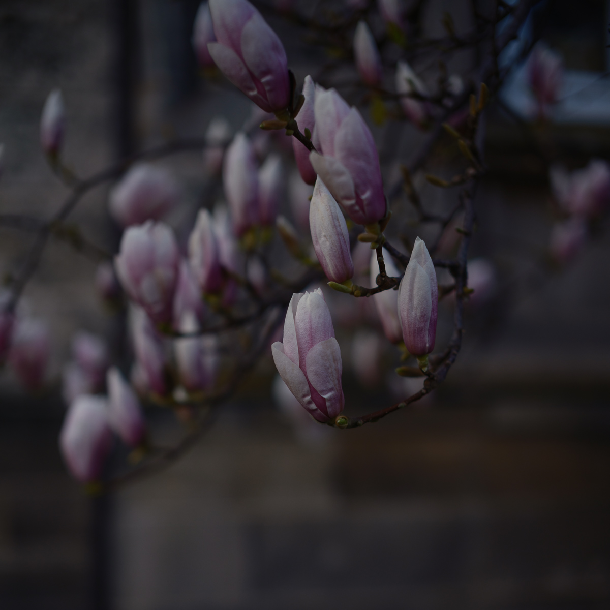 DSCF2864.jpg