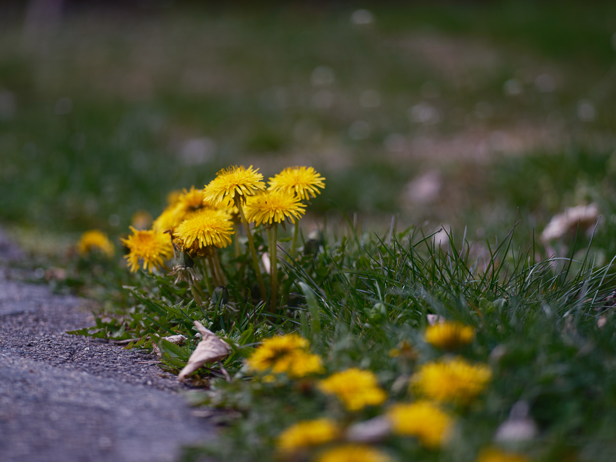 DSCF2896.jpg