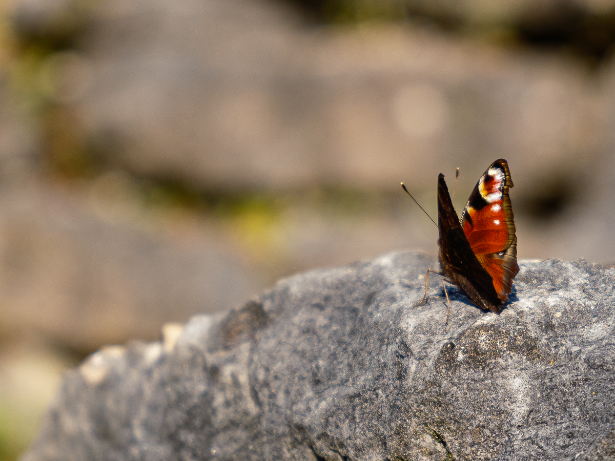 DSCF2952.jpg