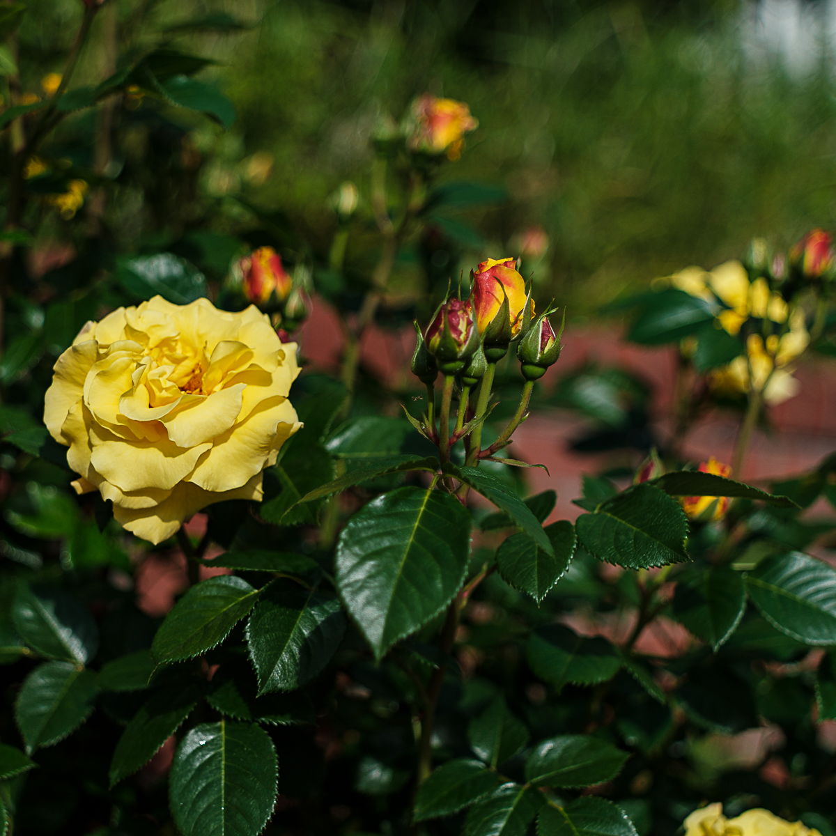 DSCF3088.jpg