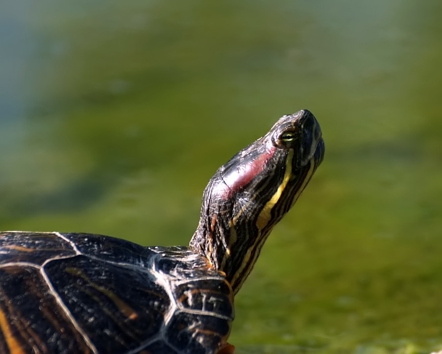 DSCF3115