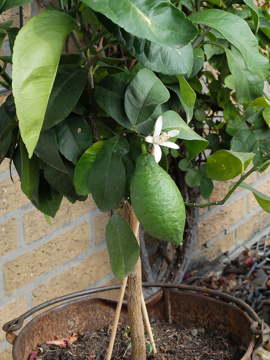 DSCF3293HSxl.jpg