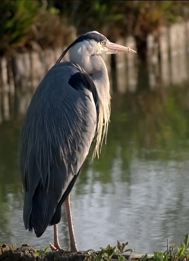 DSCF9966