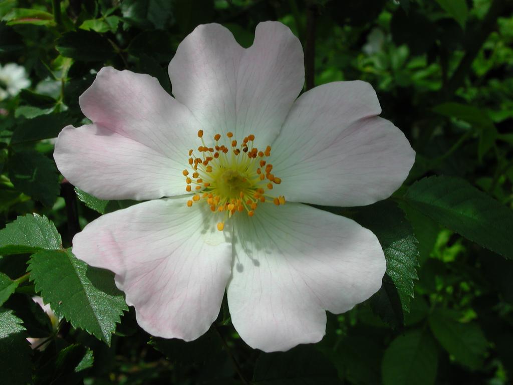 DSCN0302