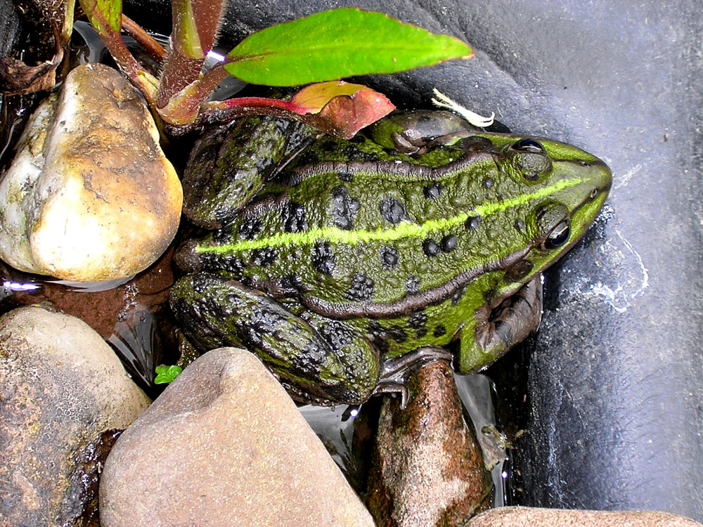 DSCN1304