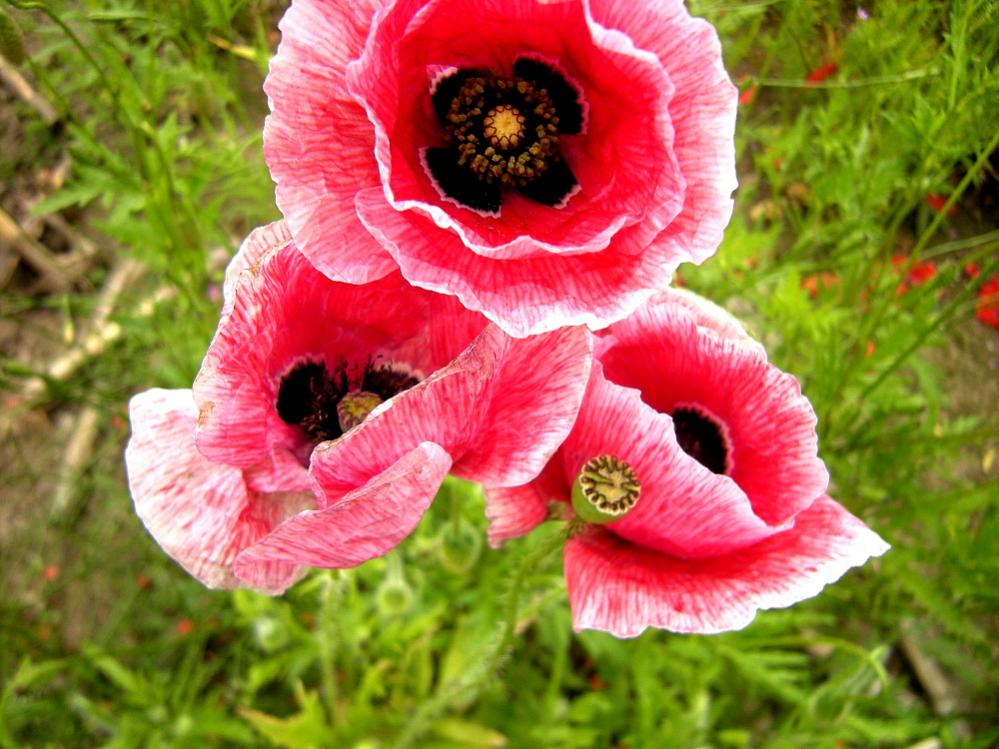 DSCN2071