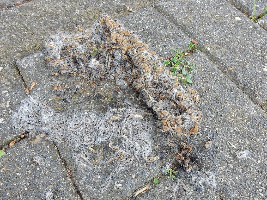 DSCN3037 Kopie.jpg