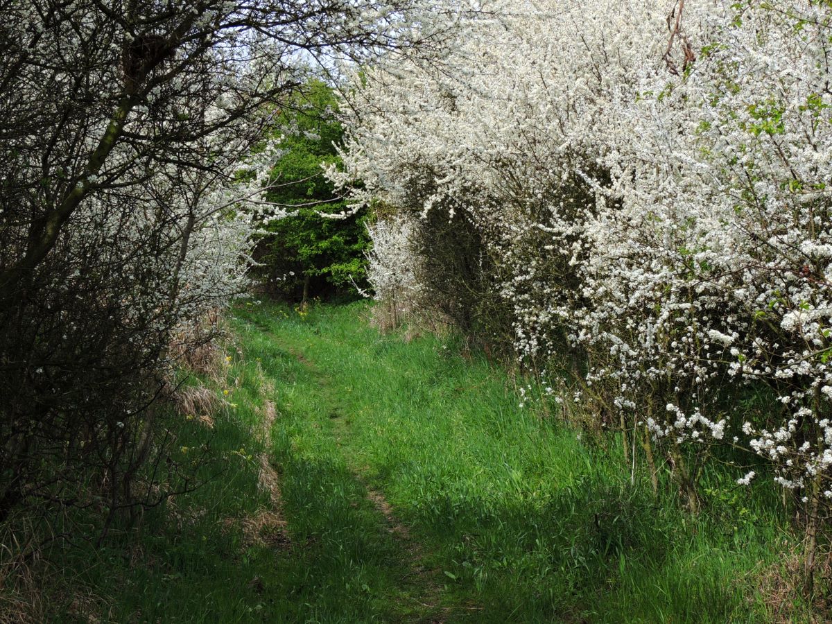 DSCN3671-1n.JPG