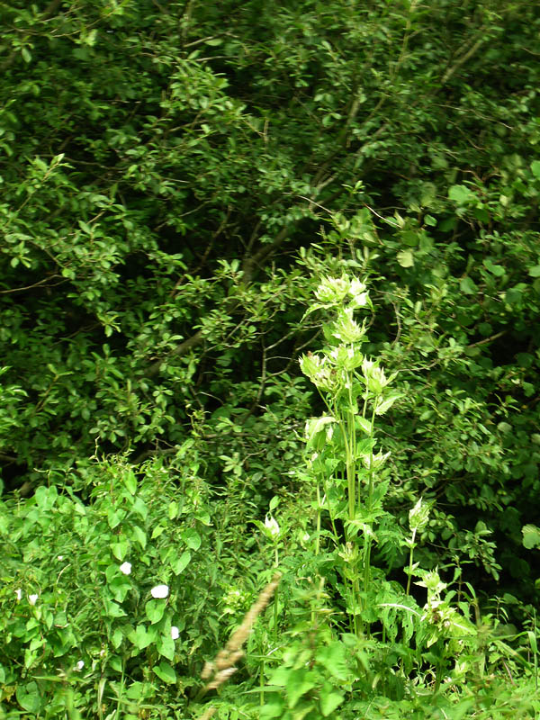 DSCN4267 copy