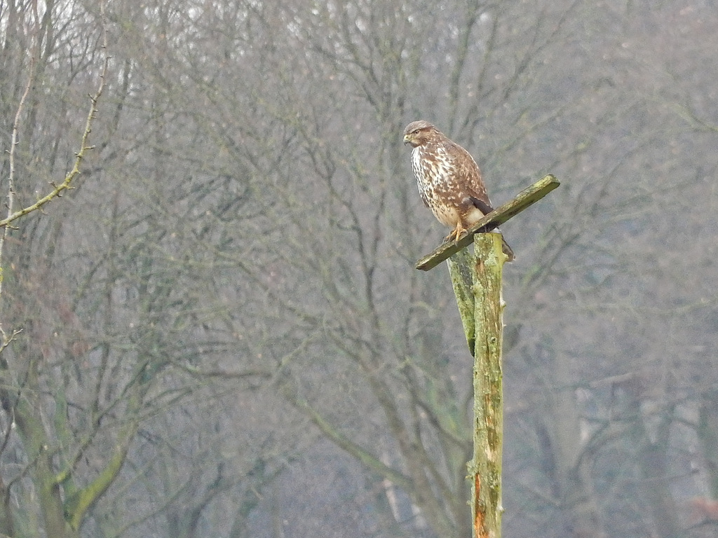 DSCN4285 Kopie.jpg