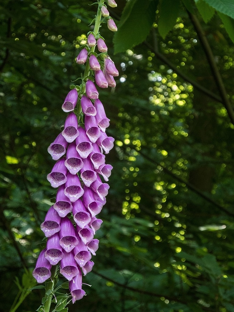 DSCN4572 2x