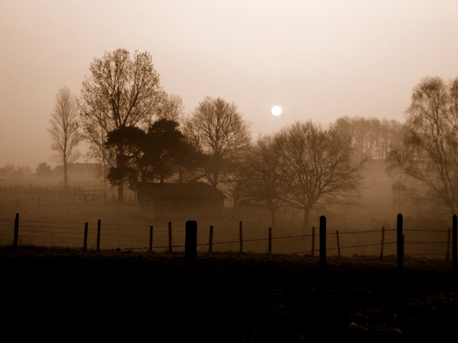 DSD 0096 sepia 1