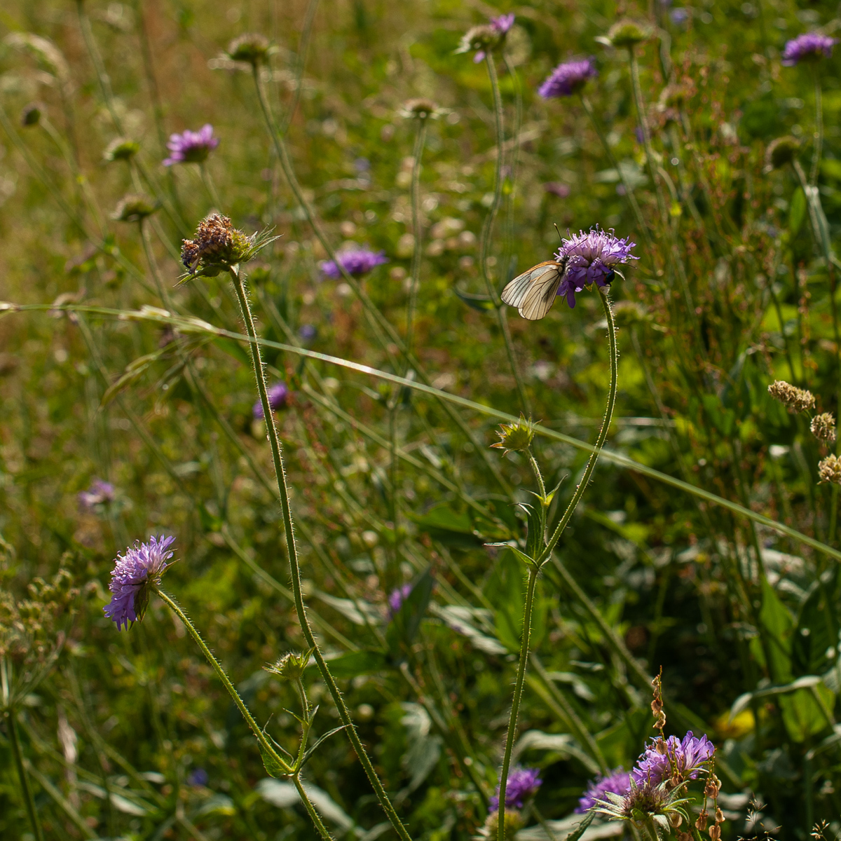 DSD_5818.jpg