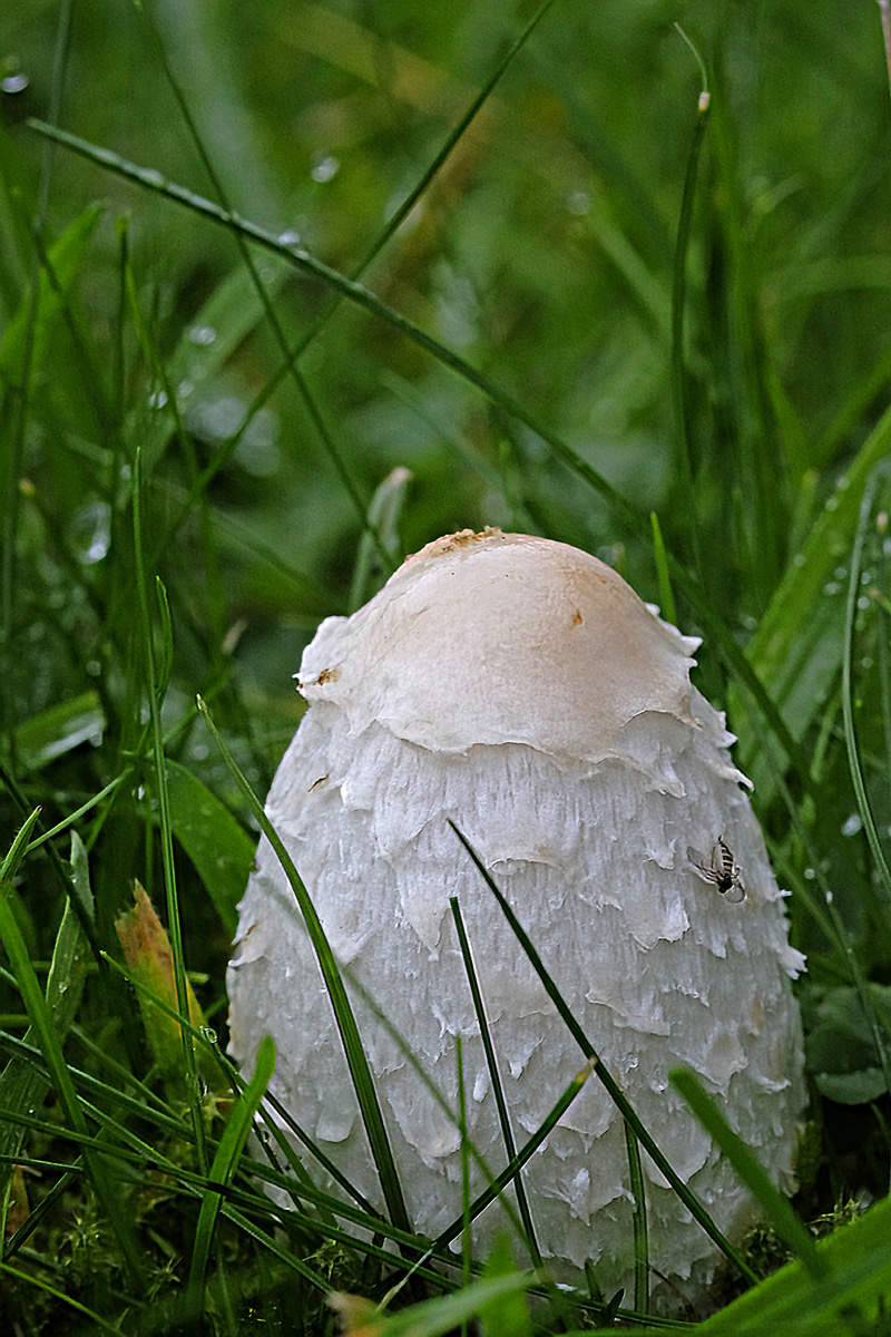 DSF3459Kxl