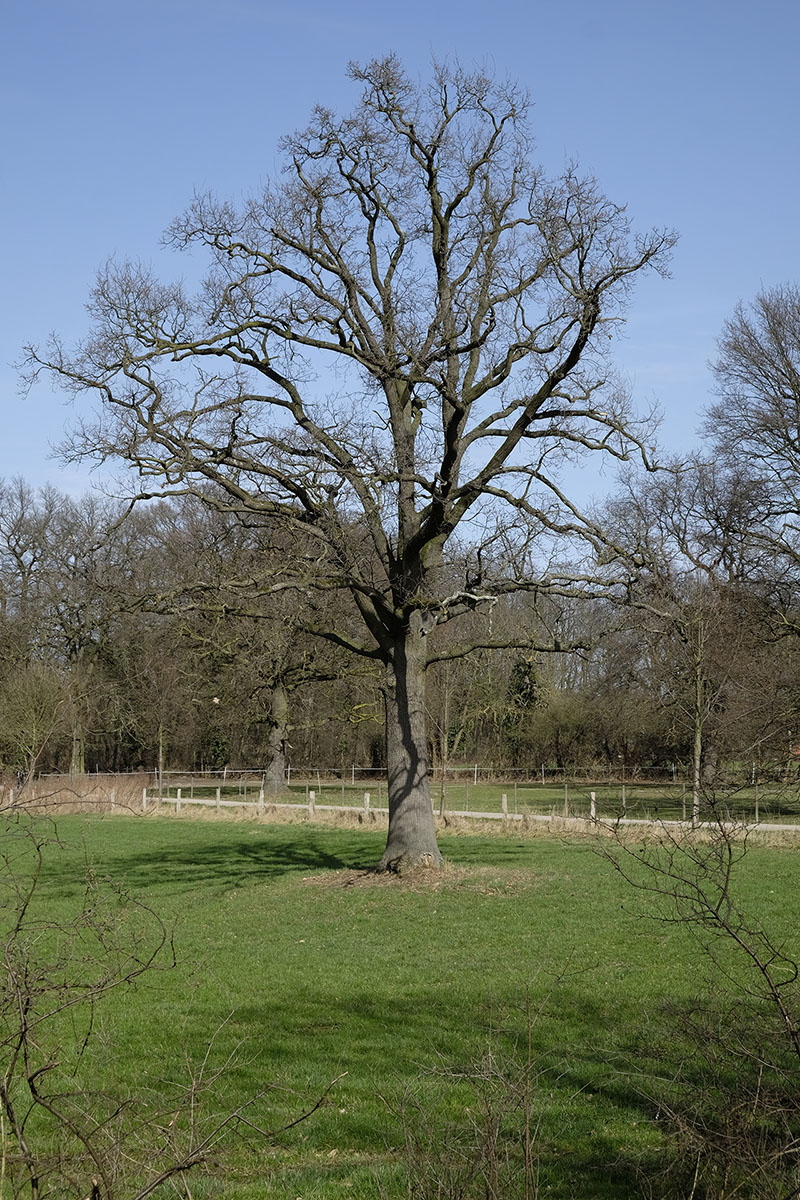 DSF3973xl