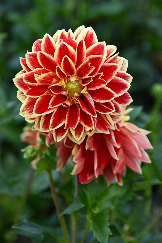 DSK_4903_1_nff.JPG