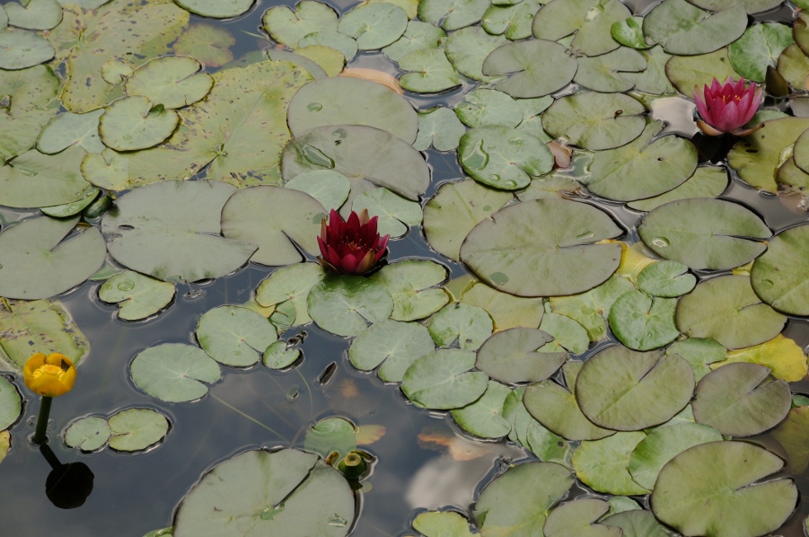 Dublin botanic garden