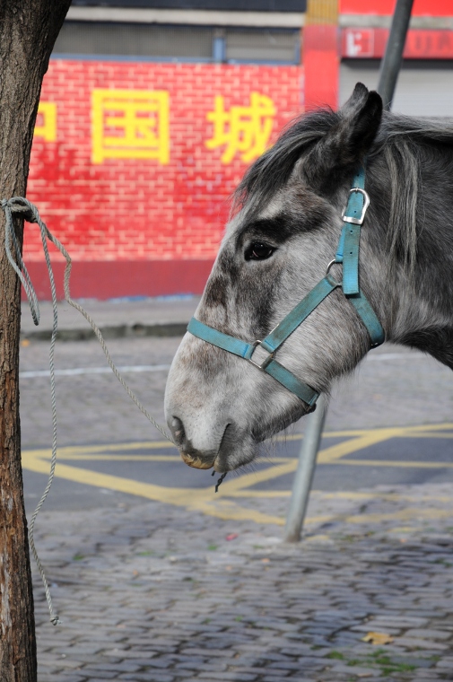Dublin
Smithfield horsemarket