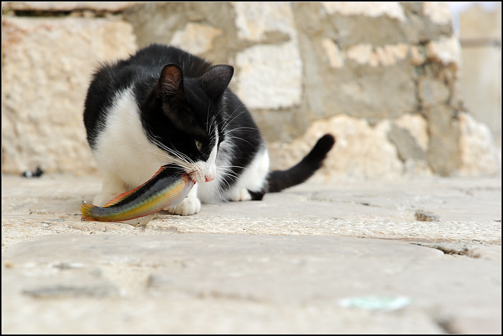 dubrovnik06